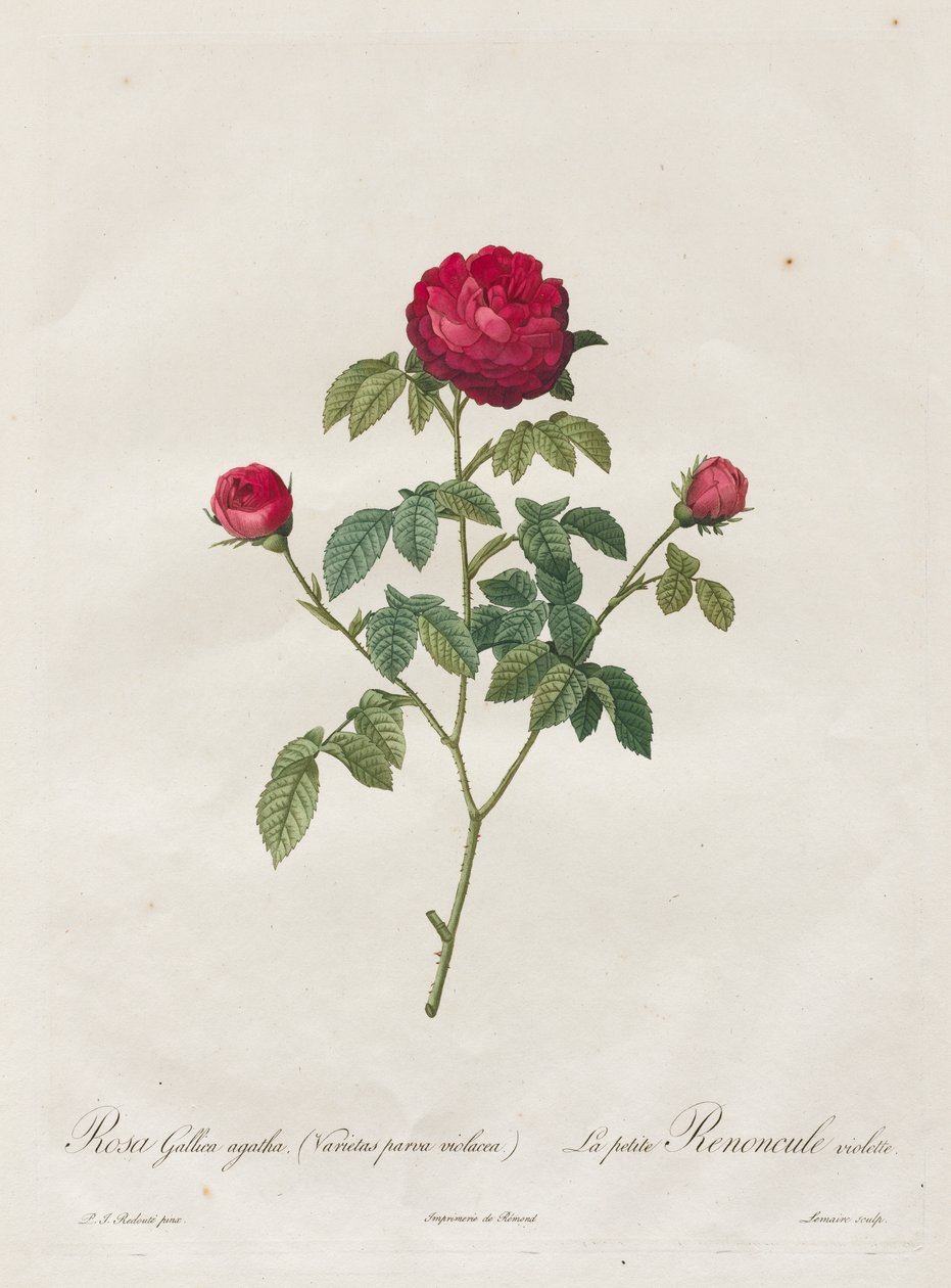 Provence vagy francia rózsa alkotó: Henry Joseph Redouté