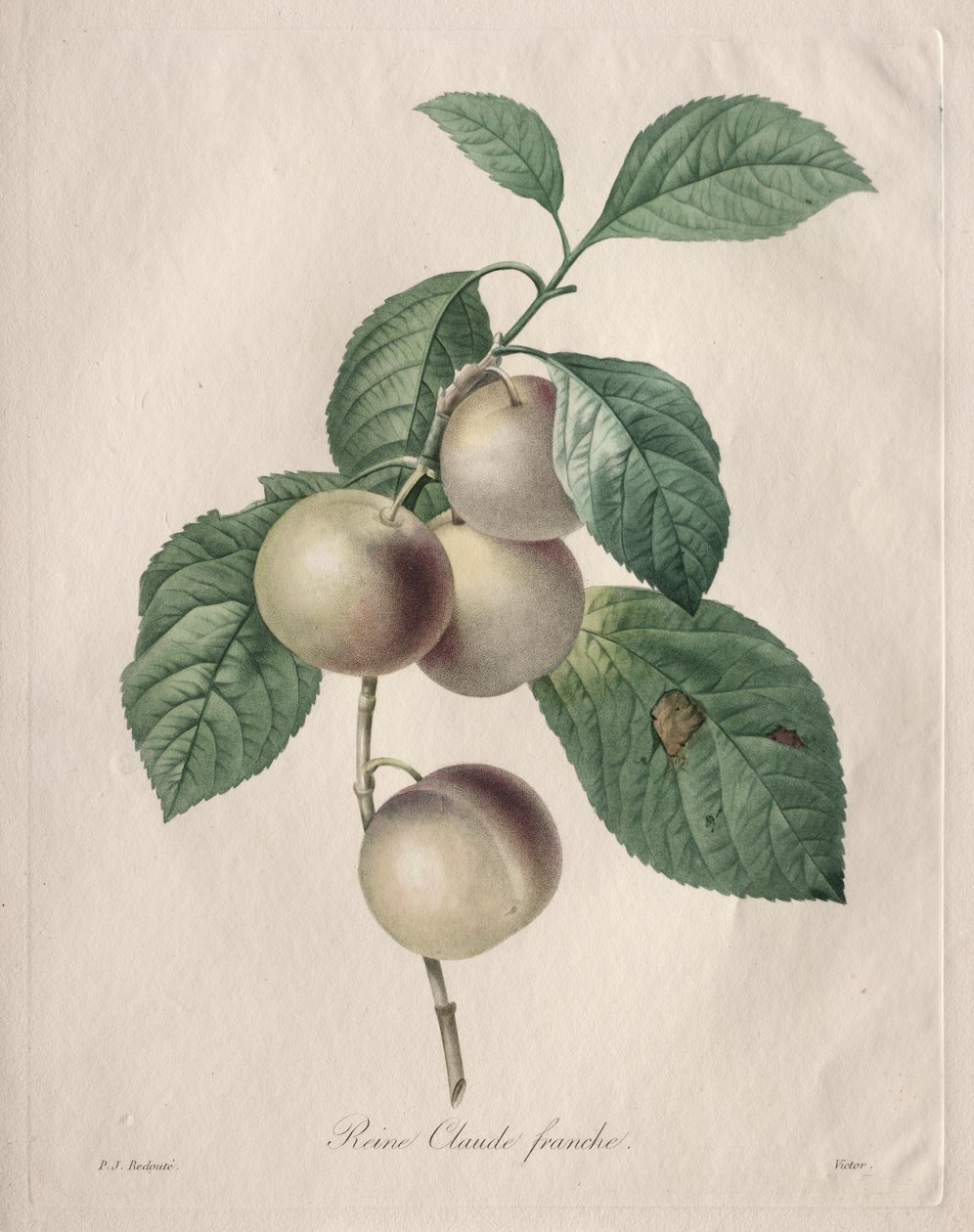 Reine Claude Plum alkotó: Henry Joseph Redouté