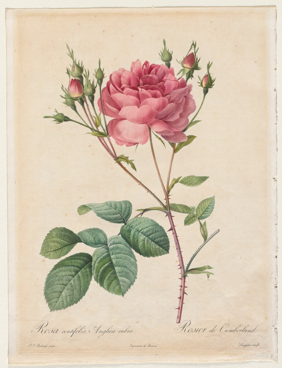 Rosa Centifolia Anglica Rubra alkotó: Henry Joseph Redouté
