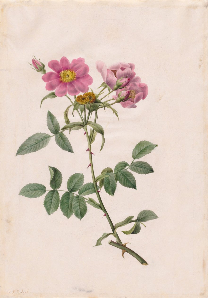 Rosa Monson-domb alkotó: Henry Joseph Redouté