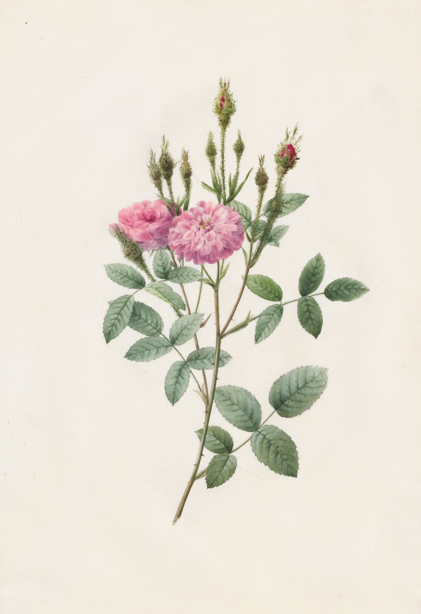 Rosa Pomponiana Muscosa alkotó: Henry Joseph Redouté