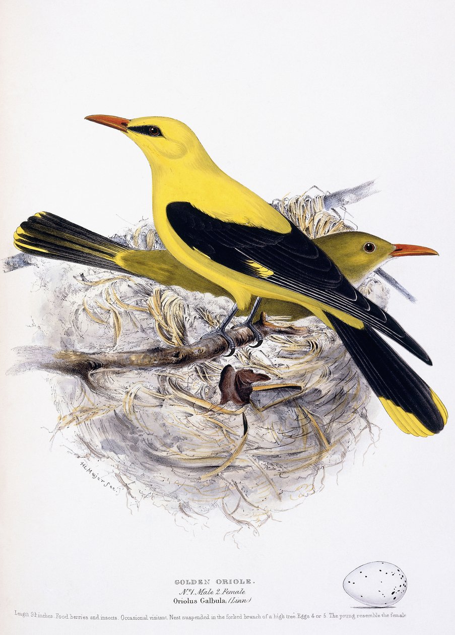 Arany Oriole, 1835 alkotó: Henry Leonard Meyer
