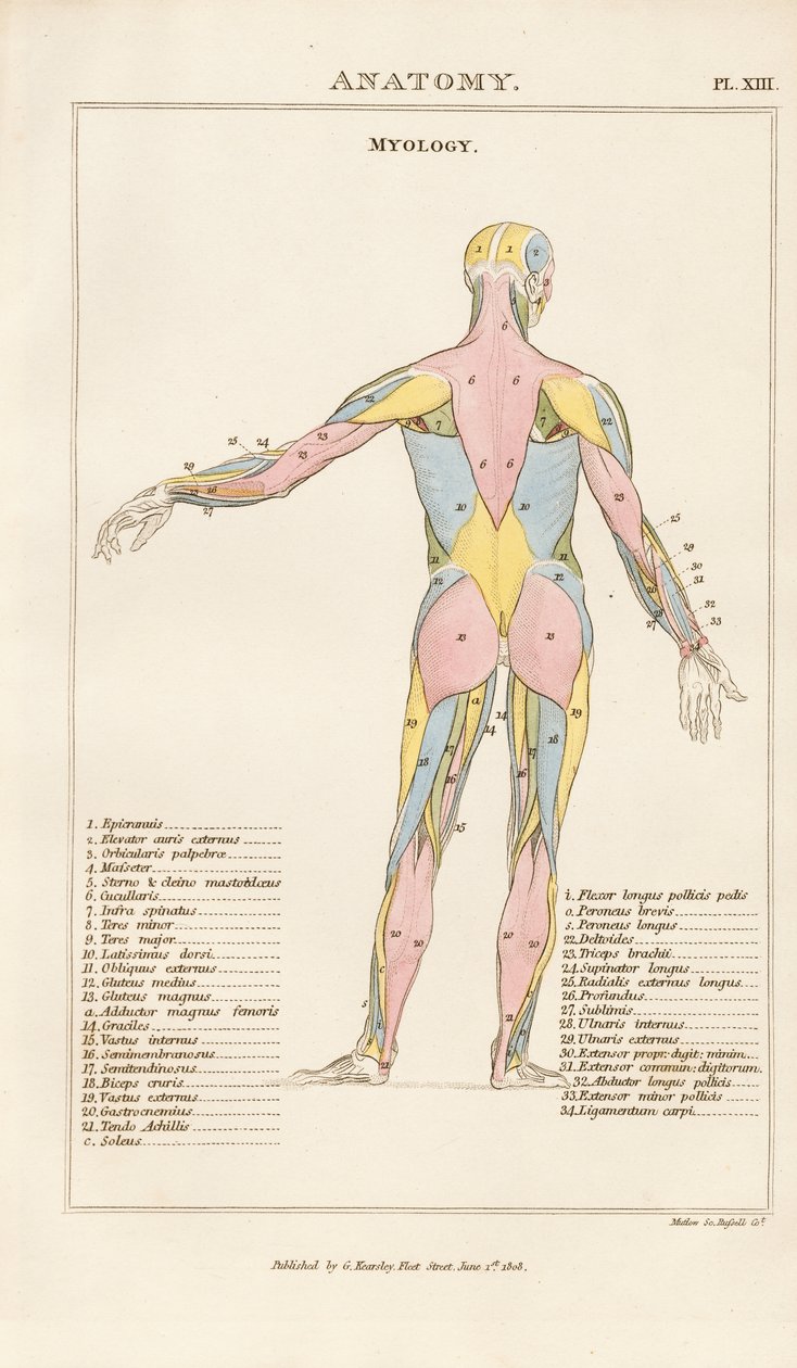 Az emberi test izomzata - Hátsó nézet alkotó: Henry Mutlow