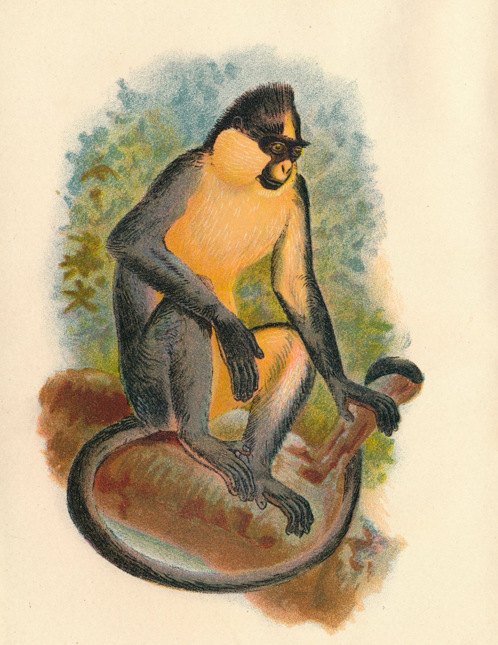 Everetts Langur, 1897 alkotó: Henry Ogg Forbes