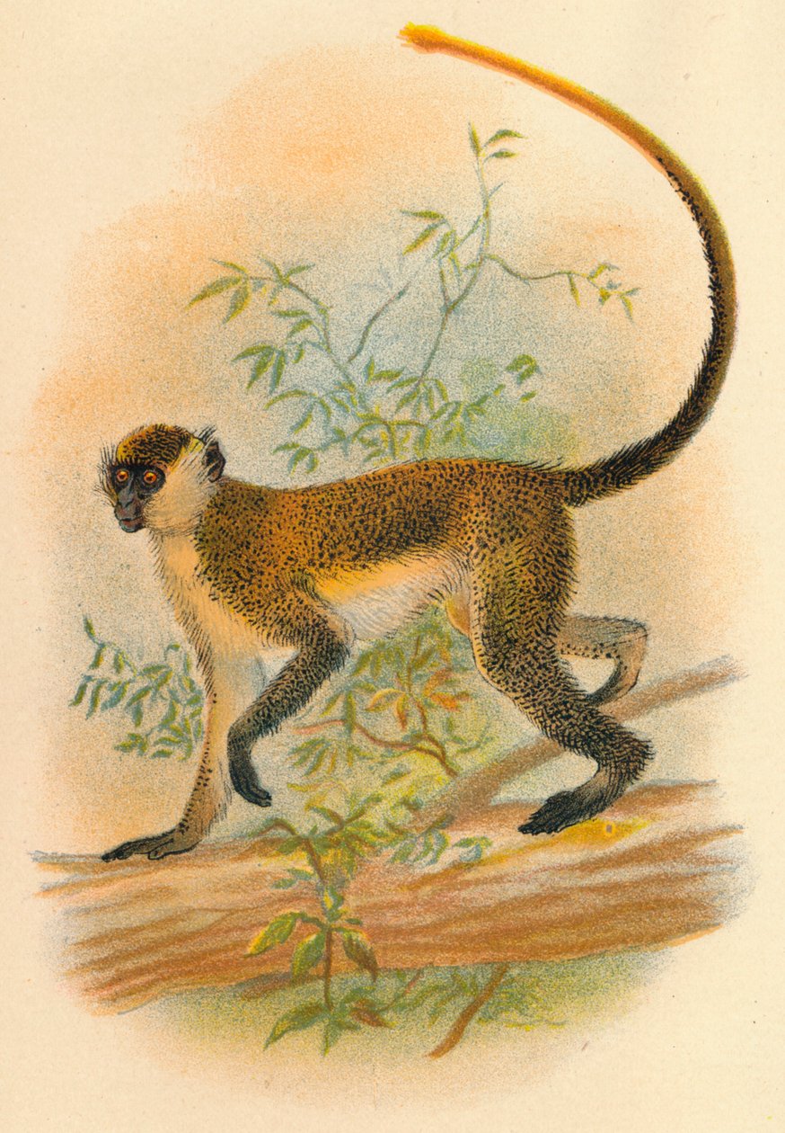 Green Guenon, 1897 alkotó: Henry Ogg Forbes