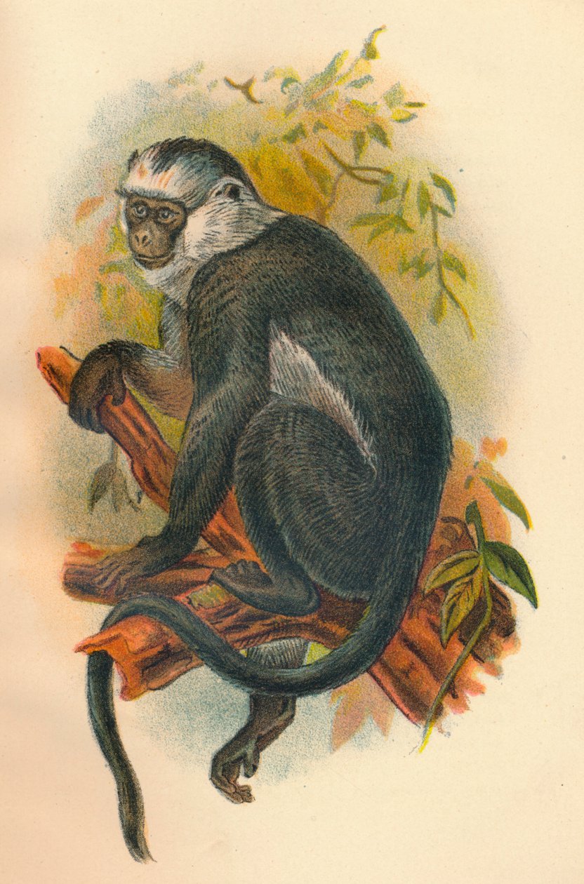 Hoses Langur, 1897 alkotó: Henry Ogg Forbes