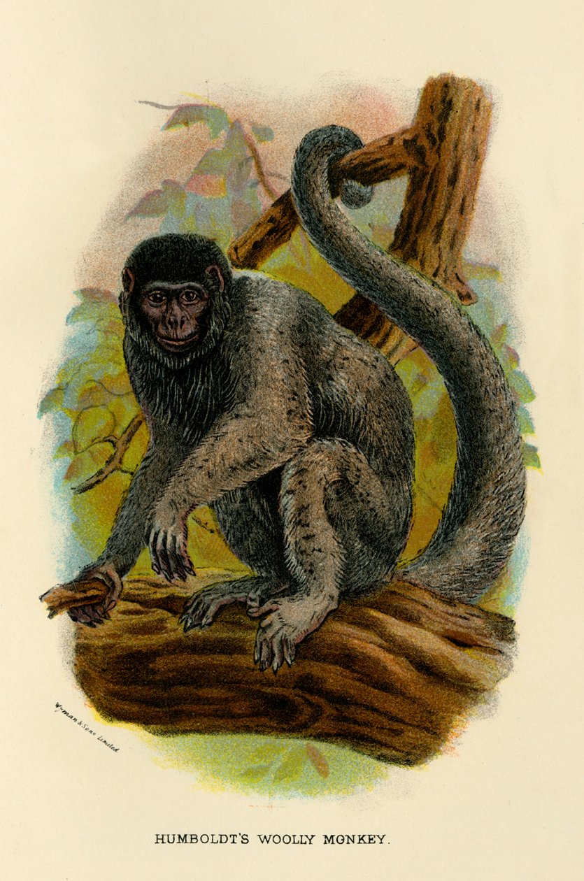 Humboldts gyapjas majom, 1896 alkotó: Henry Ogg Forbes