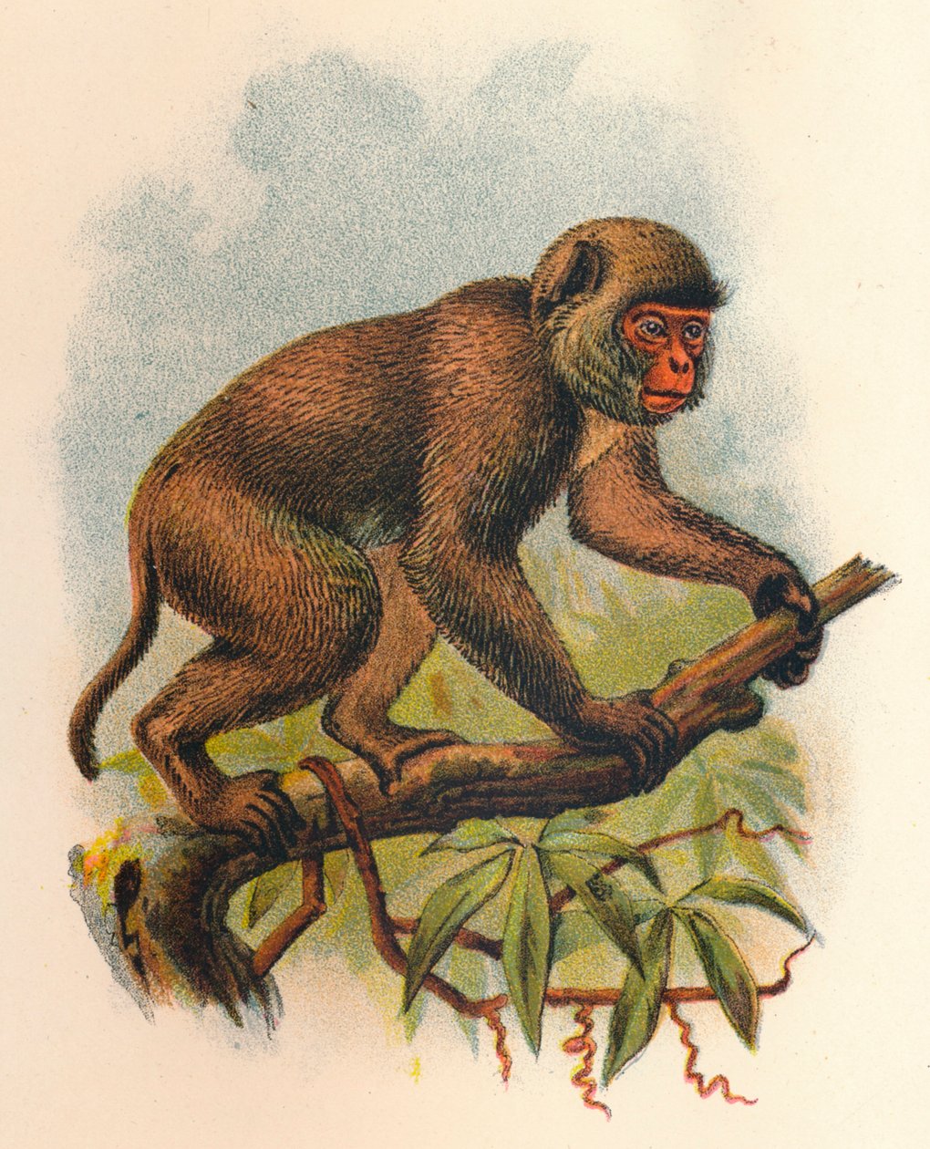 St. Johns Macaque, 1897 alkotó: Henry Ogg Forbes