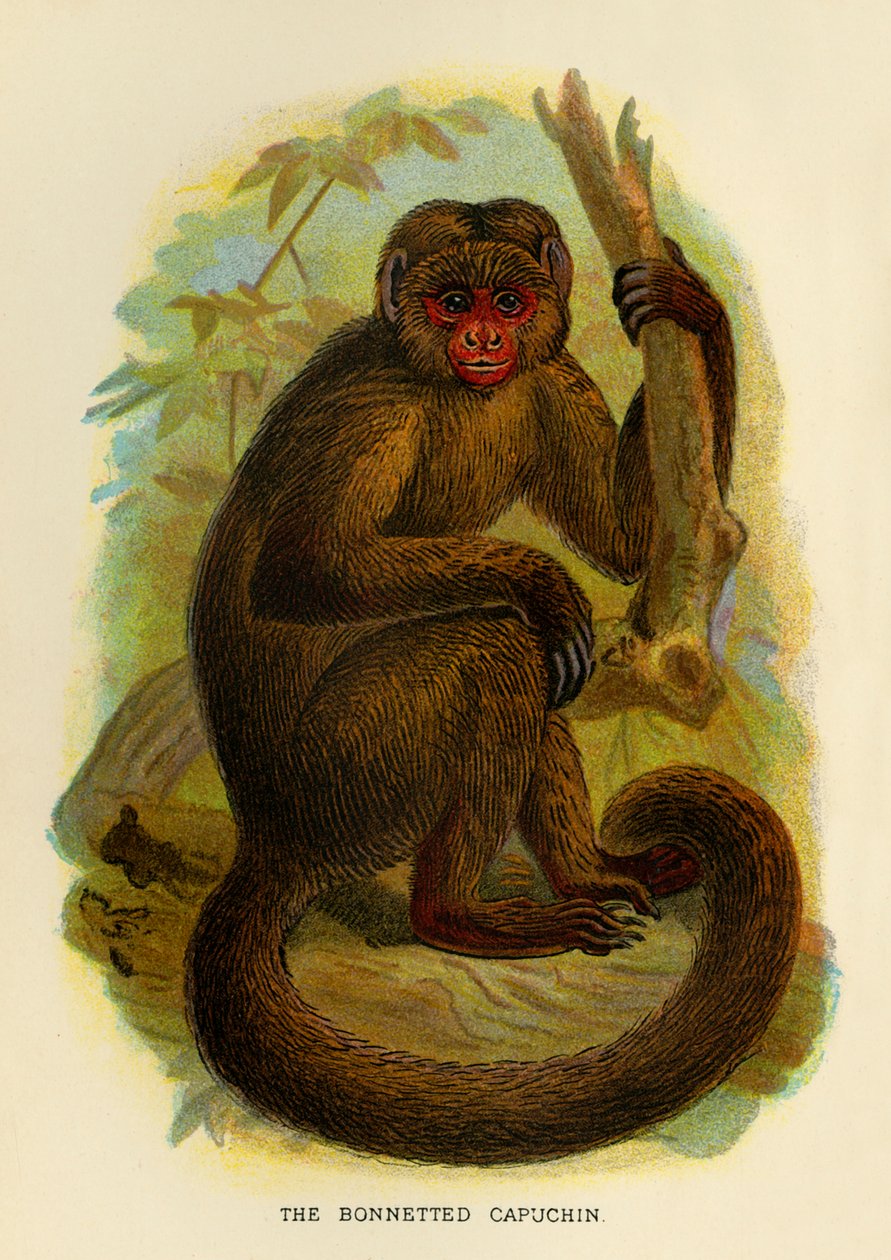 A csontos kapucinus, 1896 alkotó: Henry Ogg Forbes