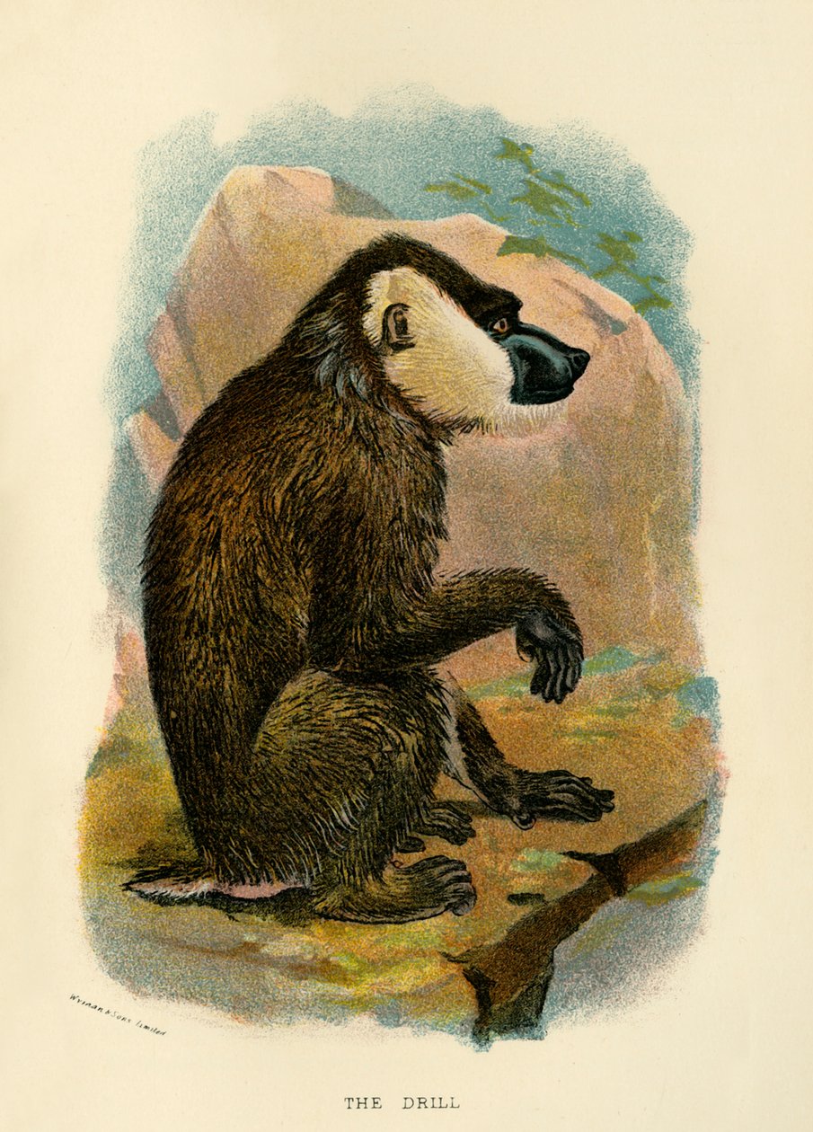 A fúró, 1896 alkotó: Henry Ogg Forbes