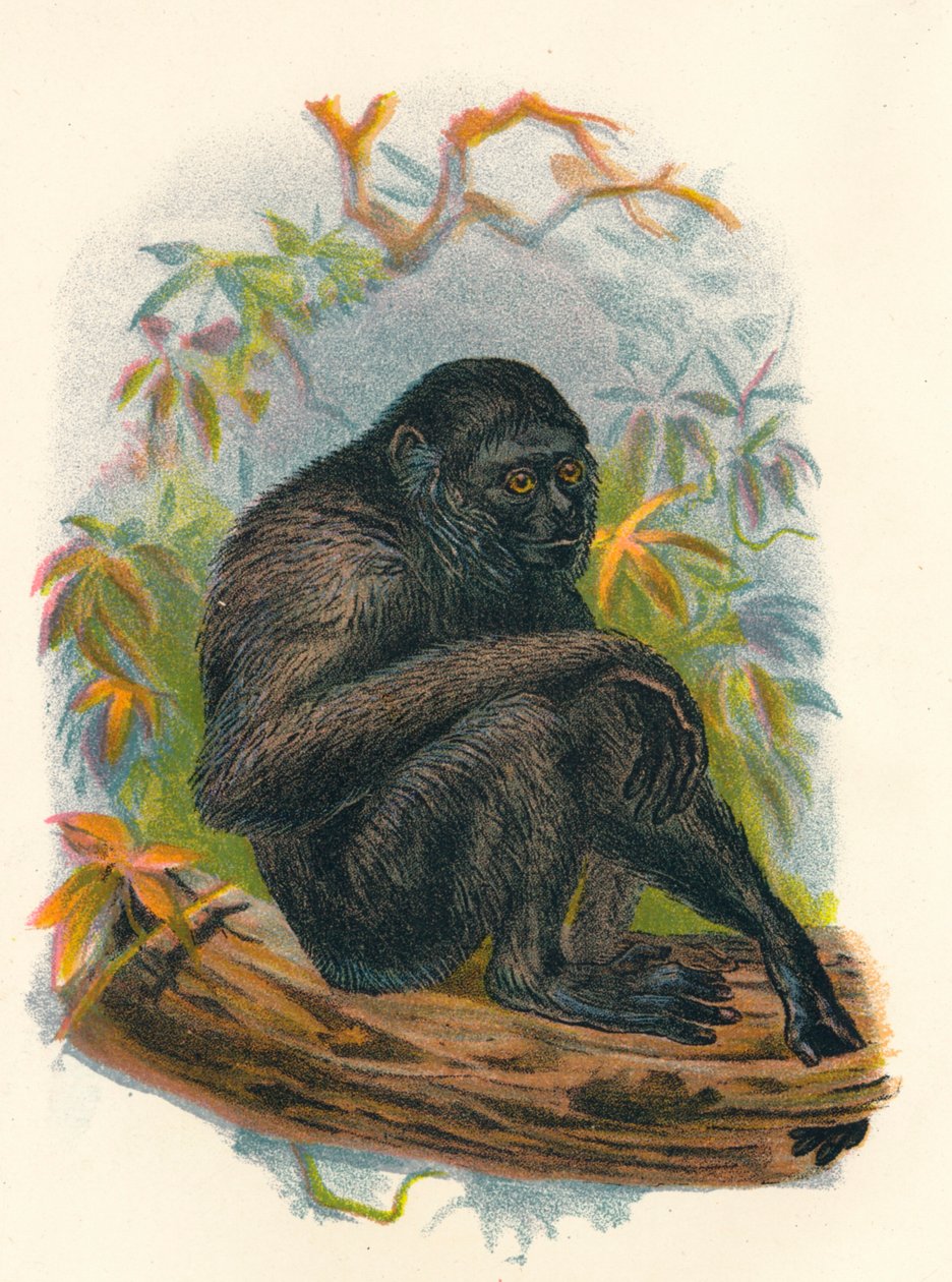 A Siamang Gibbon, 1897 alkotó: Henry Ogg Forbes