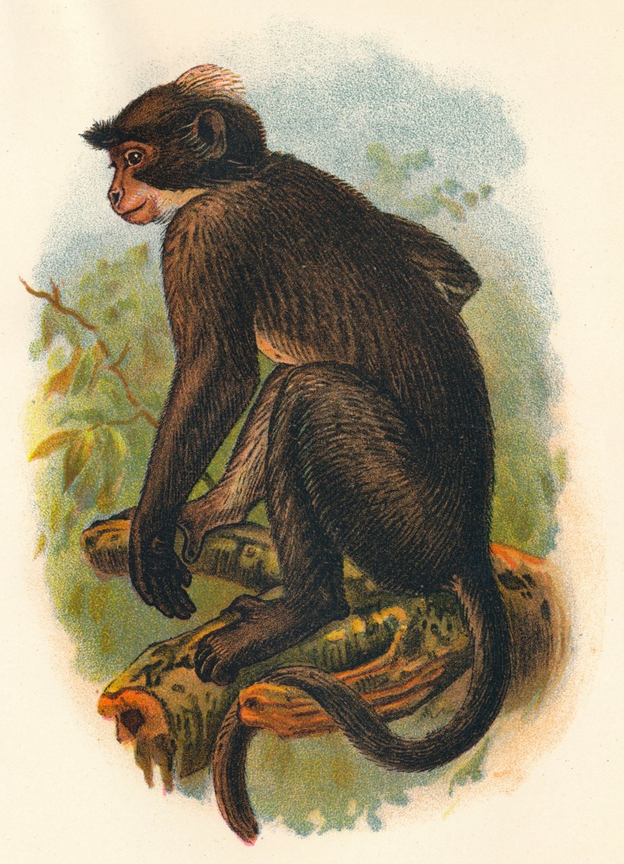 Fehér Koronás Mangabey, 1897 alkotó: Henry Ogg Forbes