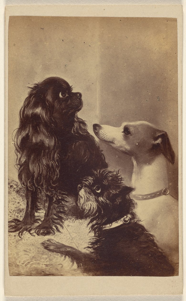 Floss, Daisy  Fairy; Barroness [sic] McClifford kutyái. Festette Mrs. Pointer. alkotó: Henry Pointer