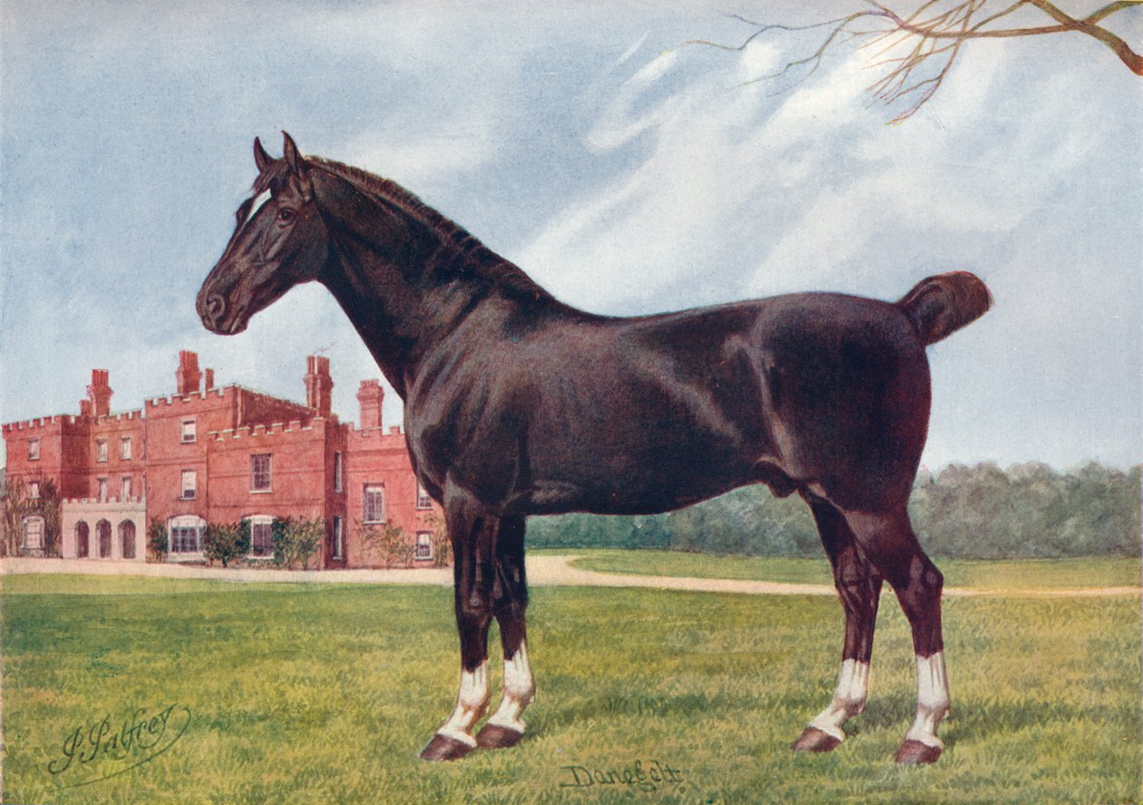 Hackney mén Danegelt, c1905 c1910 alkotó: Henry Powell Palfrey
