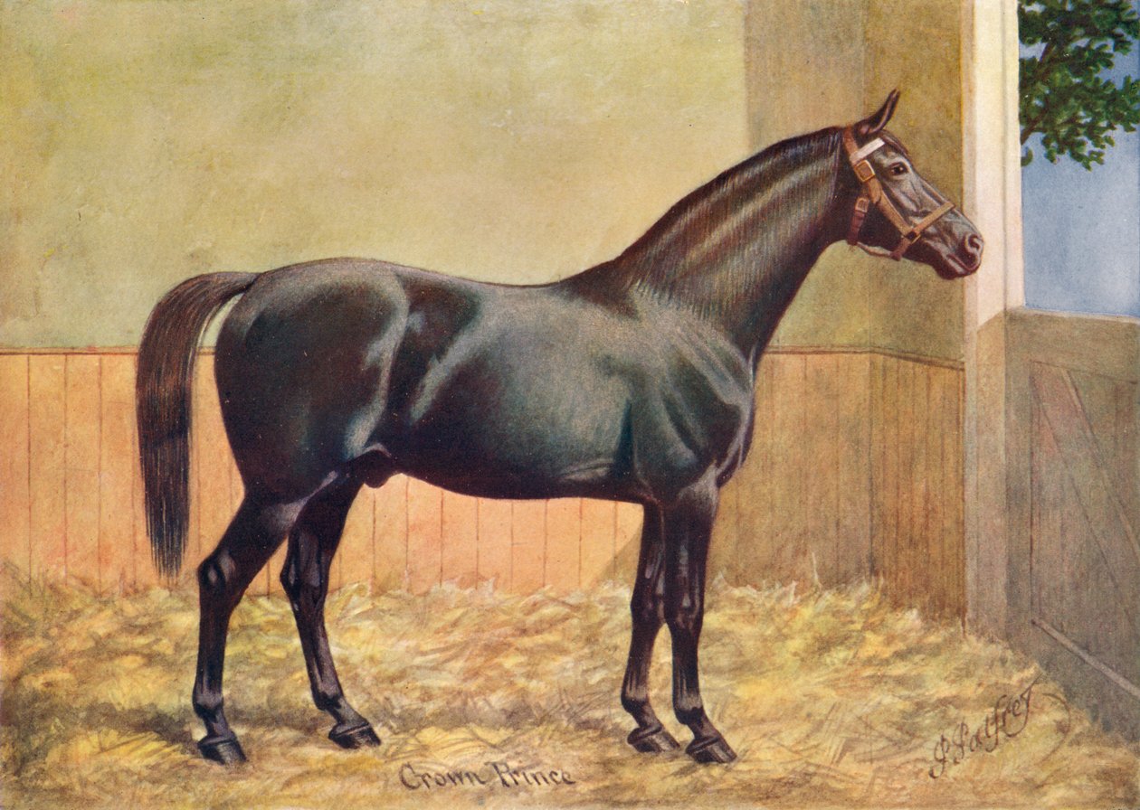 Yorkshire Coach Horse mén Crown Prince, 1902 c1910 alkotó: Henry Powell Palfrey