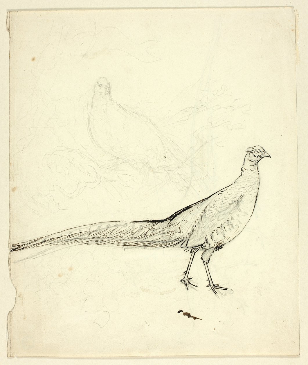 Két vázlat fácánról (recto); vázlat fácánokról és női aktról (verso) alkotó: Henry Stacy Marks