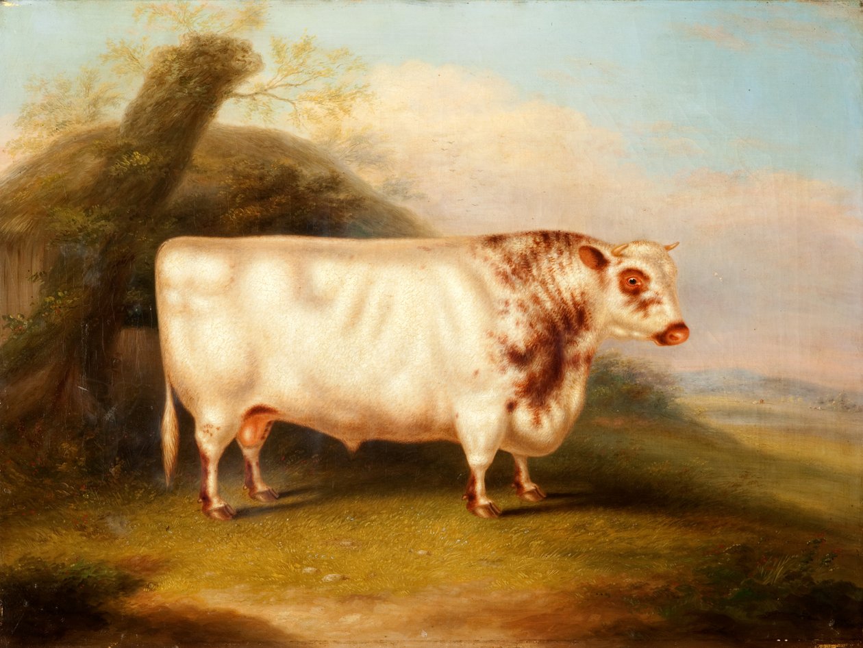 Harlsonia (Shorthorn Bull), 1855 körül alkotó: Henry Stafford