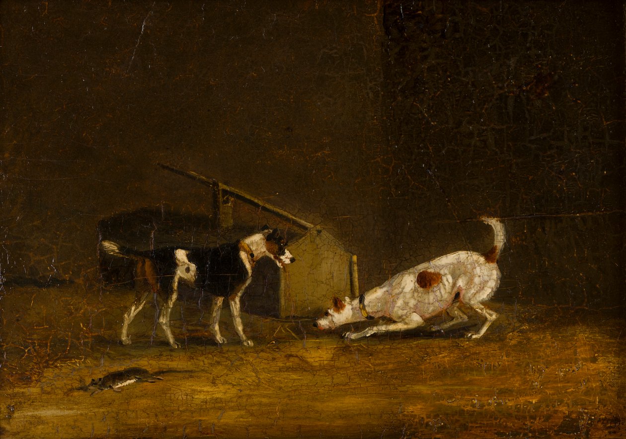 Two Terrier Ratting, c.1805-51 (olaj a panelen) alkotó: Henry Thomas (follower of) Alken