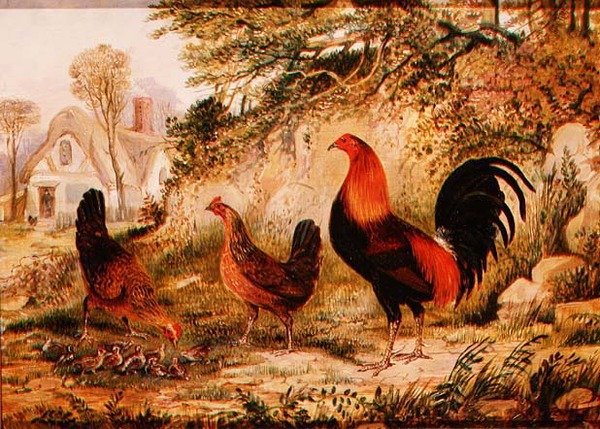 Kakas, tyúkok és csibék alkotó: Henry Thomas Alken