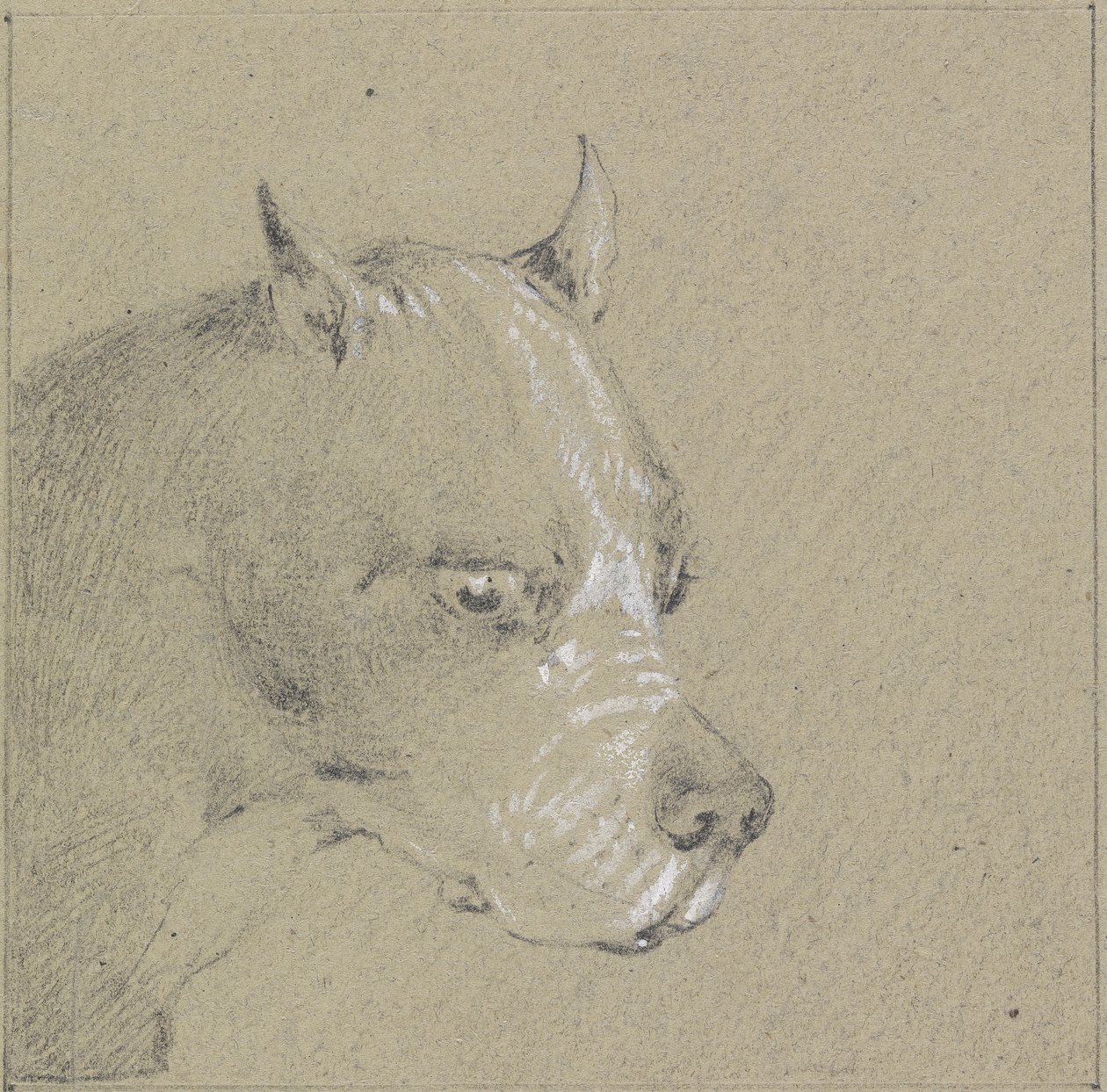 Boxerkutya feje és válla (papíron fehér grafittal kiemelve) alkotó: Henry Thomas Alken