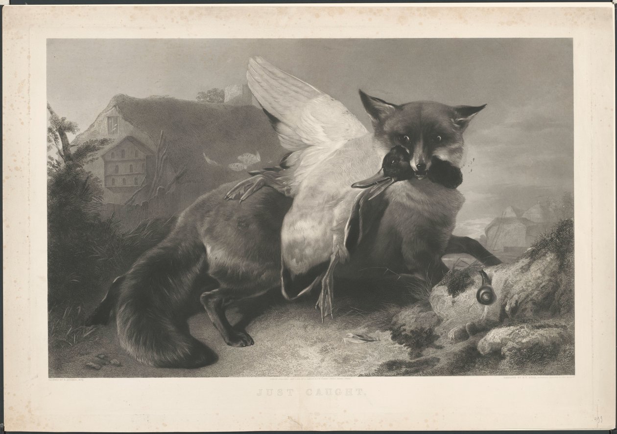 Most fogták: egy róka ellopott egy kacsát. R. Ausdellnek. Gambart címével alkotó: Henry Thomas Ryall