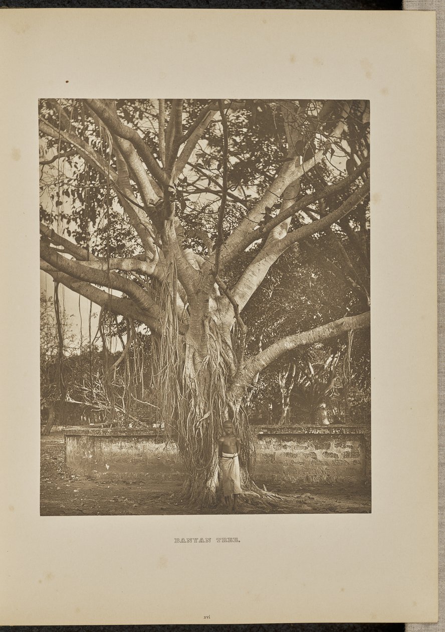 Banyanfa, fiatal szárakkal alkotó: Henry W. Cave