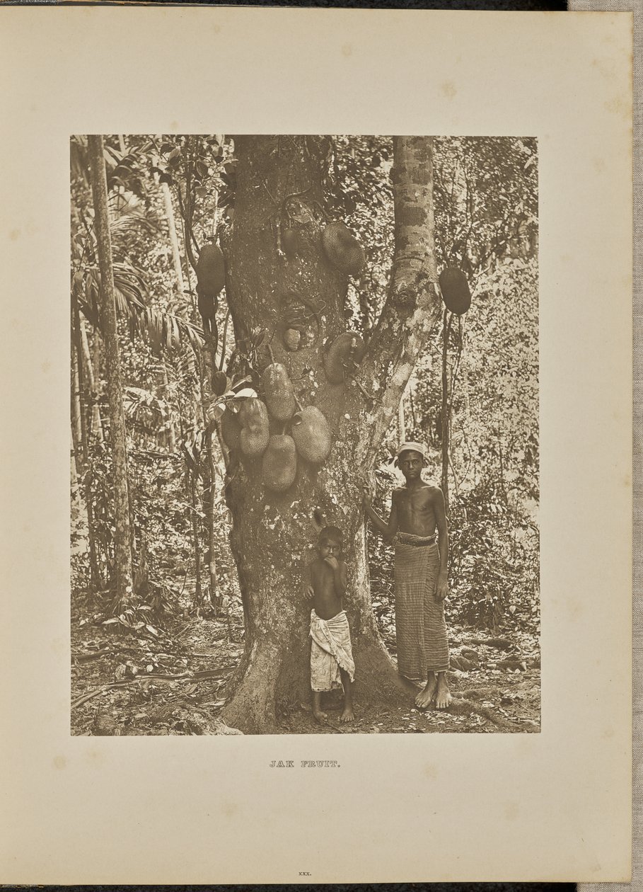 Jak Fruit alkotó: Henry W. Cave