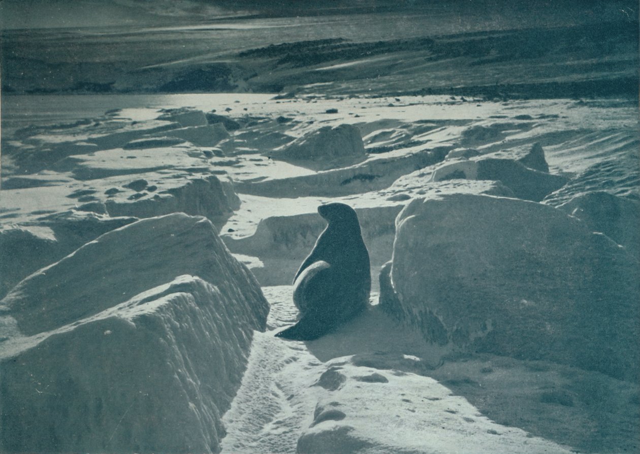 Egy Weddell-pecsét a tengerparton, 1911, 1913 alkotó: Herbert Ponting