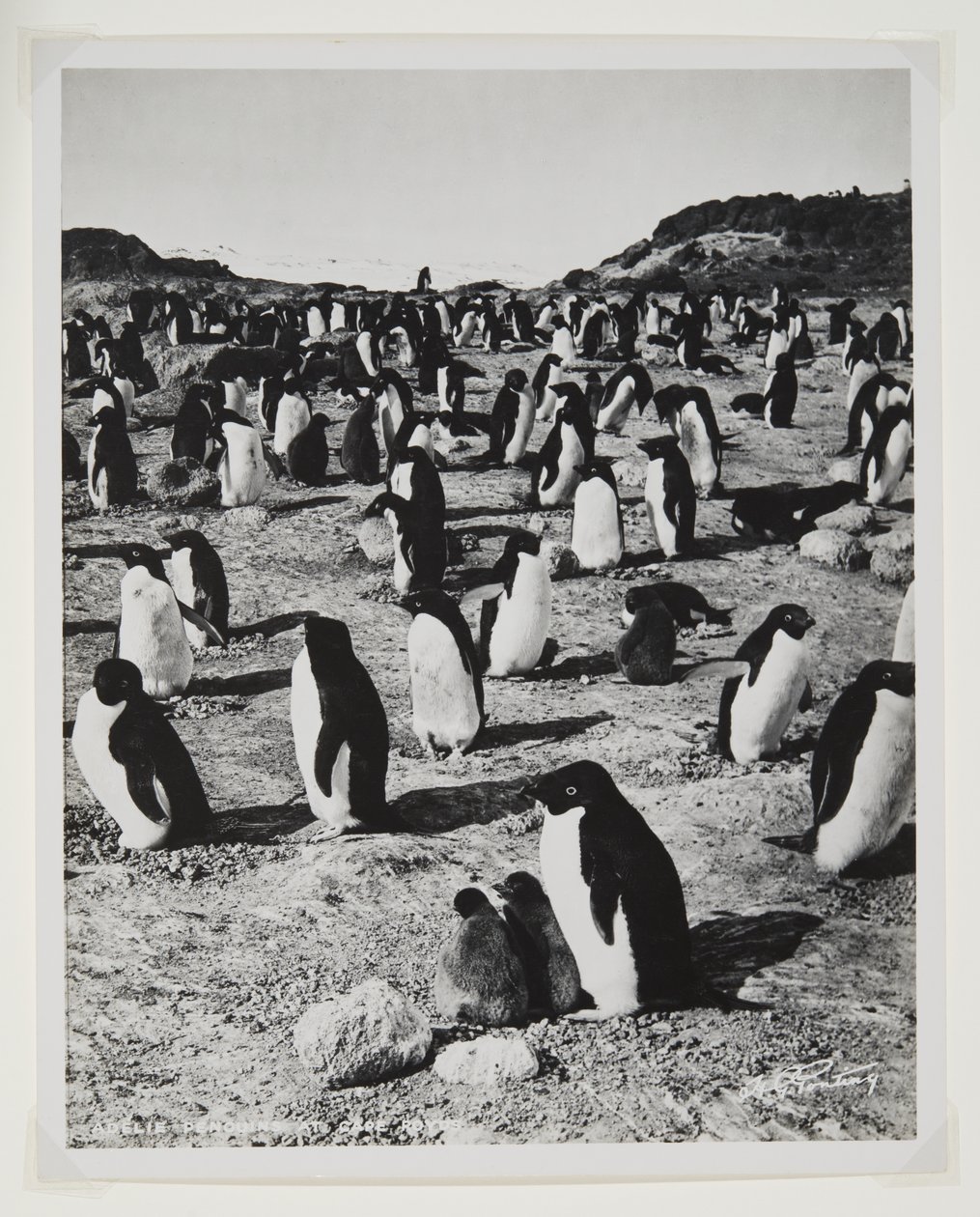 Adelie Penguins a Cape Roydsban (bromid minta) alkotó: Herbert Ponting