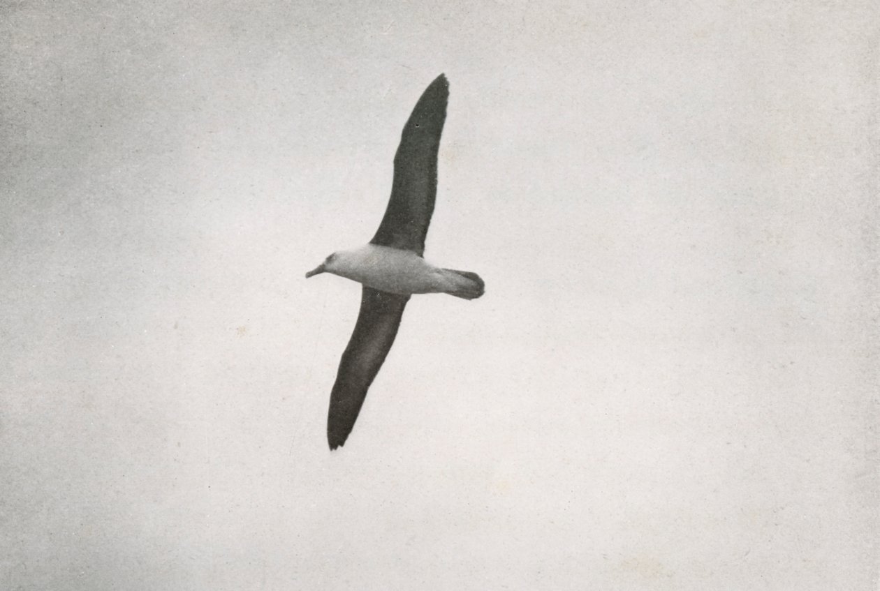 Albatrosz szárnyalás, c19101913, 1913 alkotó: Herbert Ponting