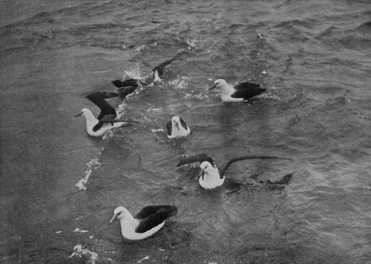 A Terra Nova nyomán táplálkozó albatroszok, c19101913, 1913 alkotó: Herbert Ponting