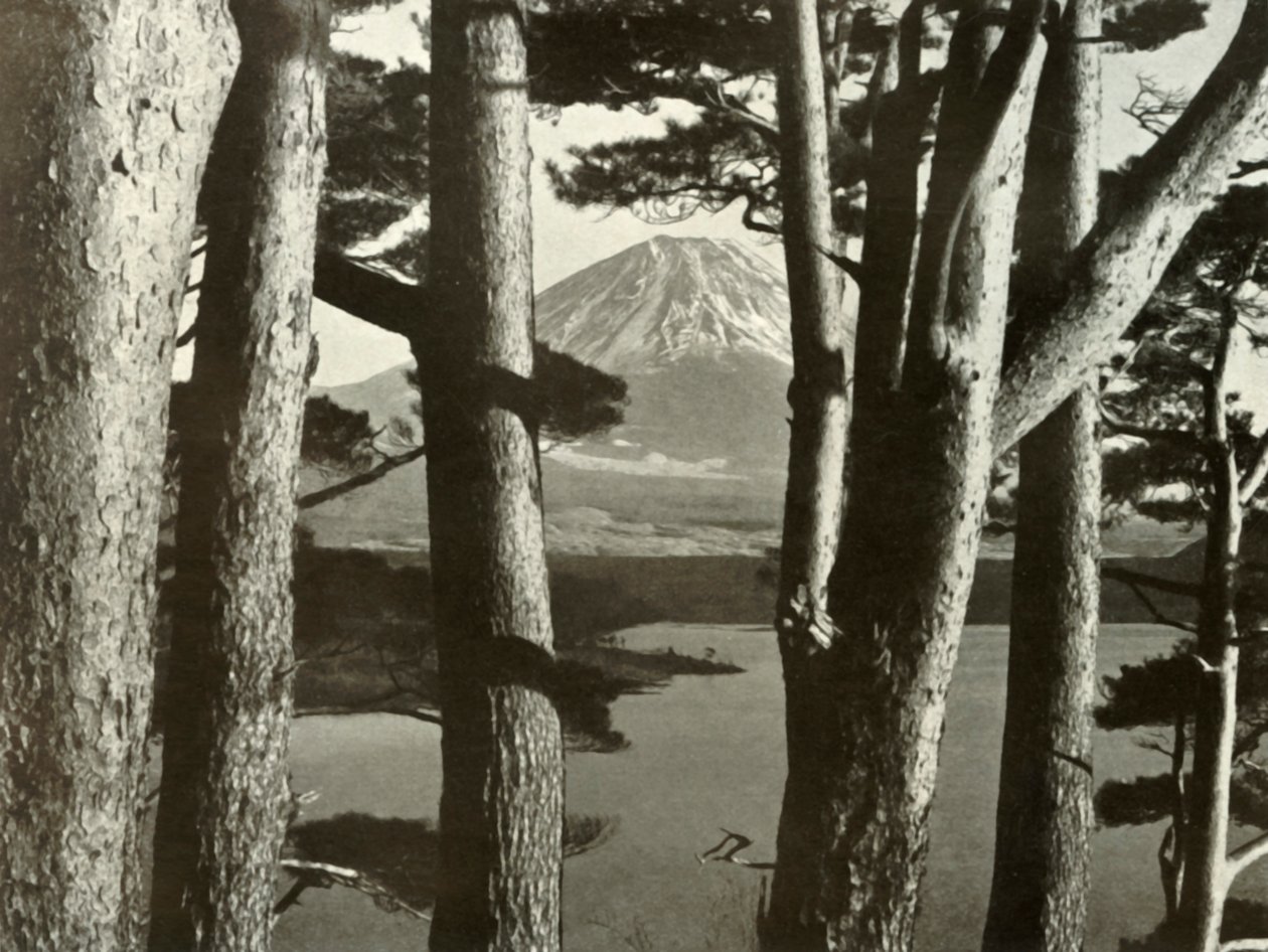Fuji és a fenyőfák, 1910. alkotó: Herbert Ponting