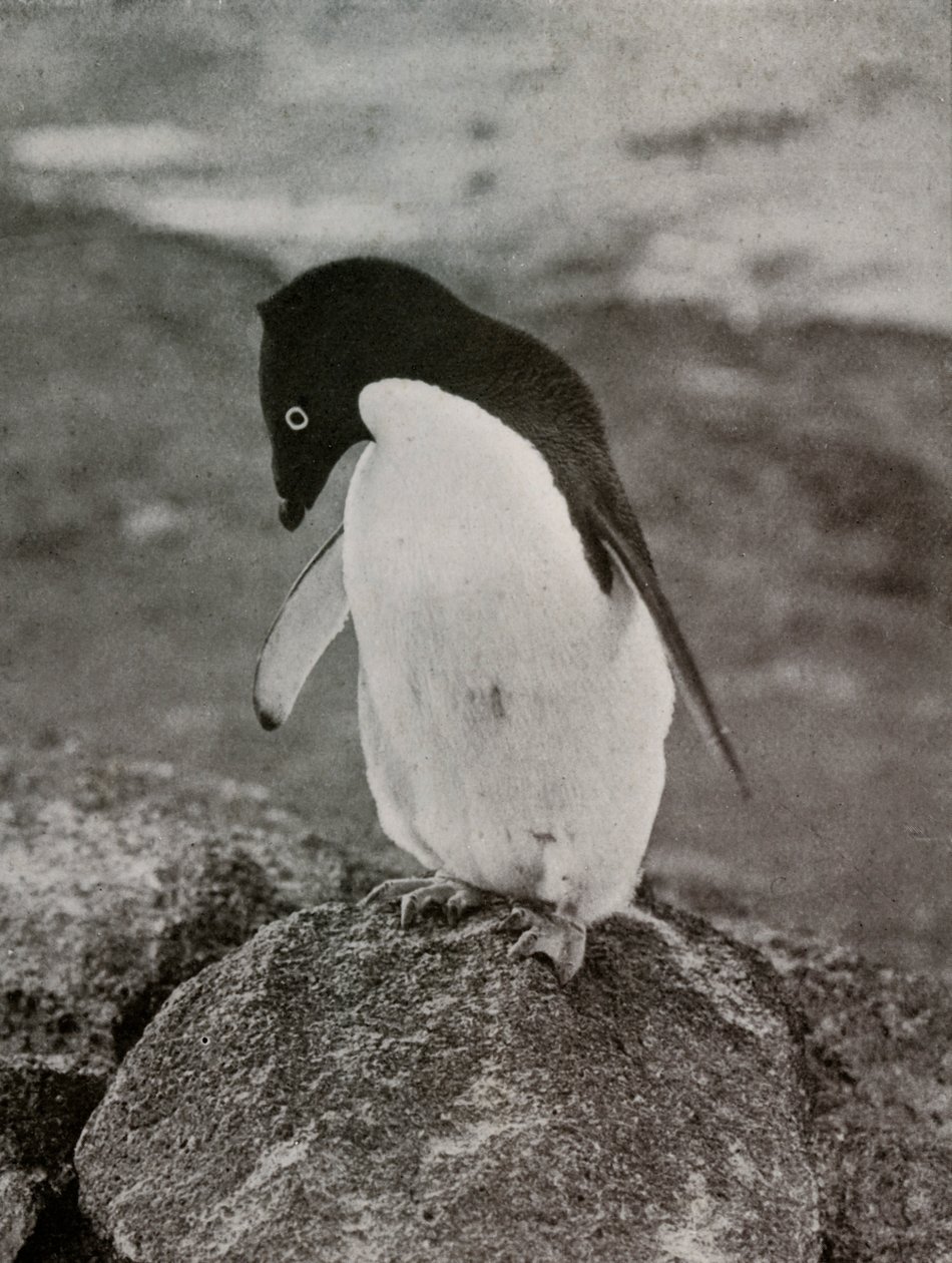 Nem érdekel, mi lesz velem, c19101913, 1913 alkotó: Herbert Ponting