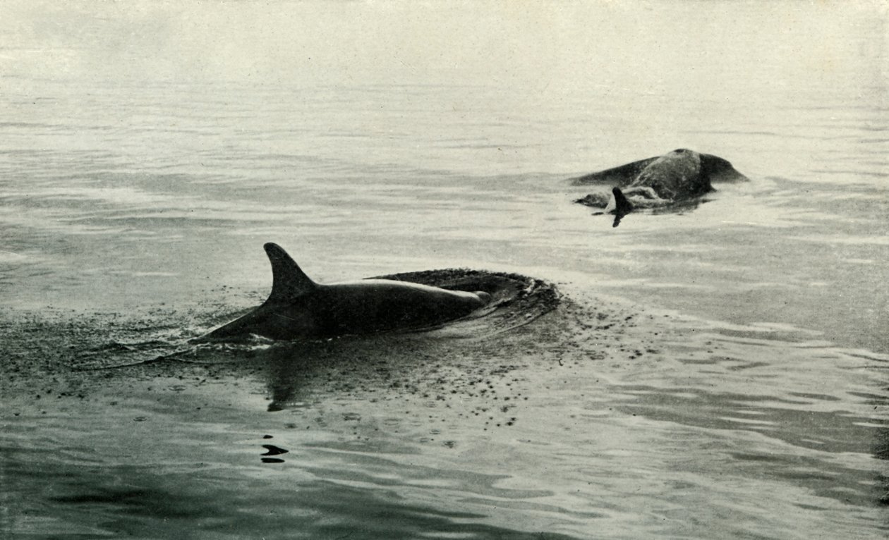 Killer Whales Rising To Blow, c19101913, 1913 alkotó: Herbert Ponting