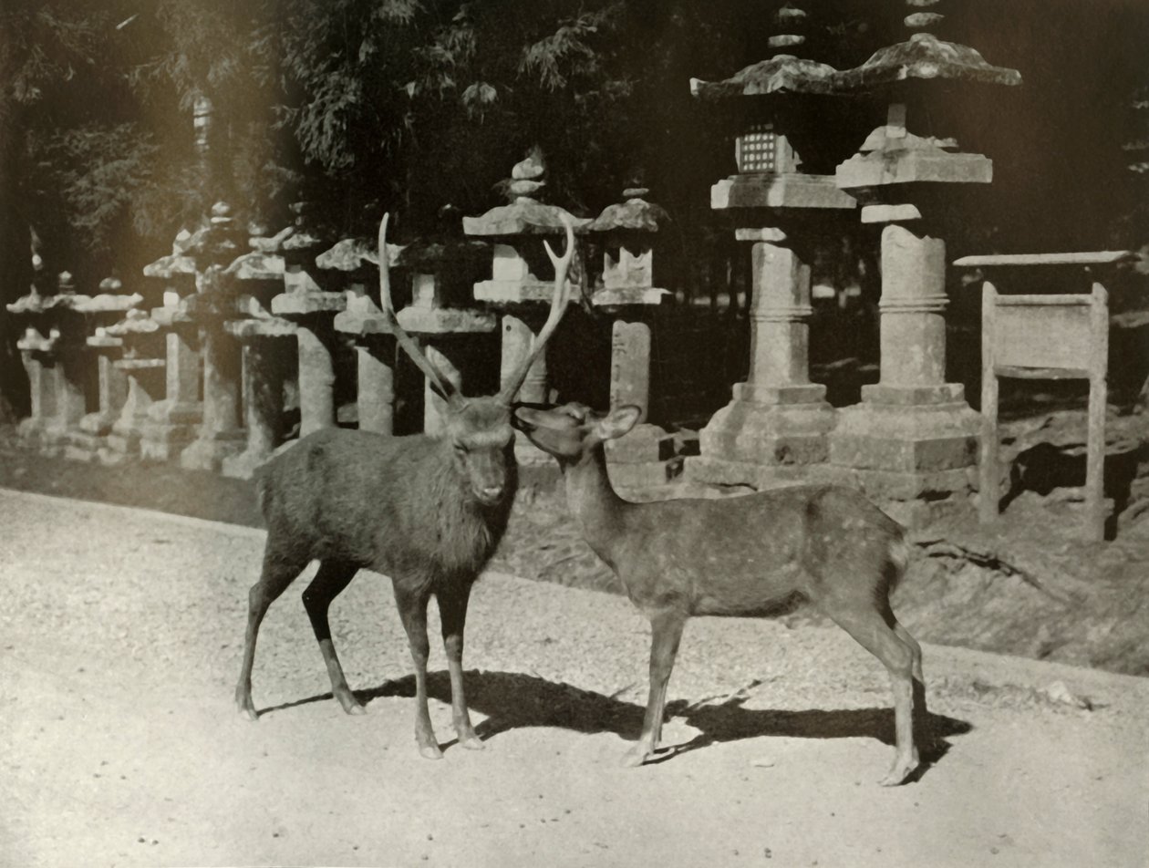 Kedvesem! Egy tanulmány Narában, 1910. alkotó: Herbert Ponting