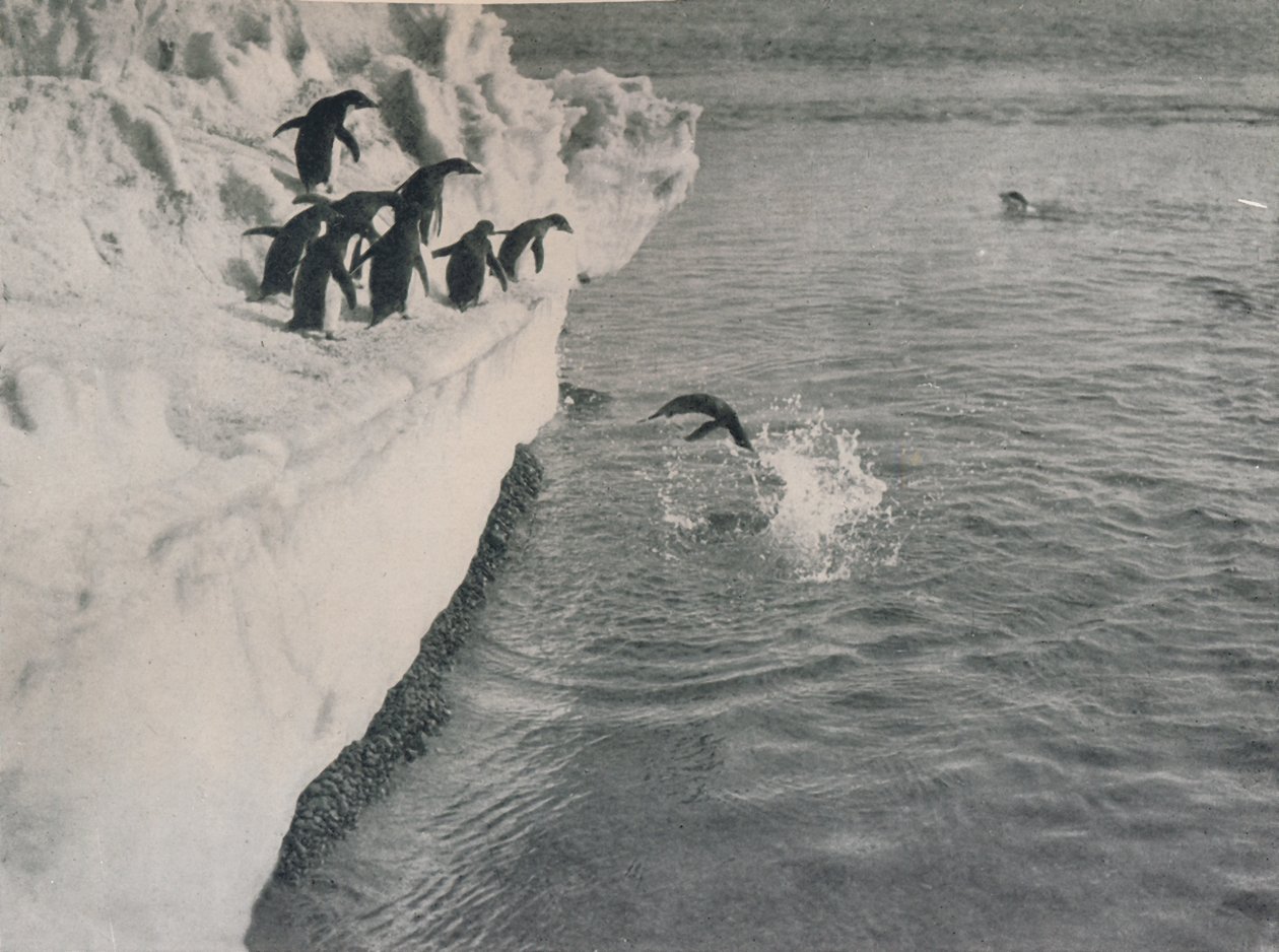 Penguins Diving, 1911, 1913 alkotó: Herbert Ponting