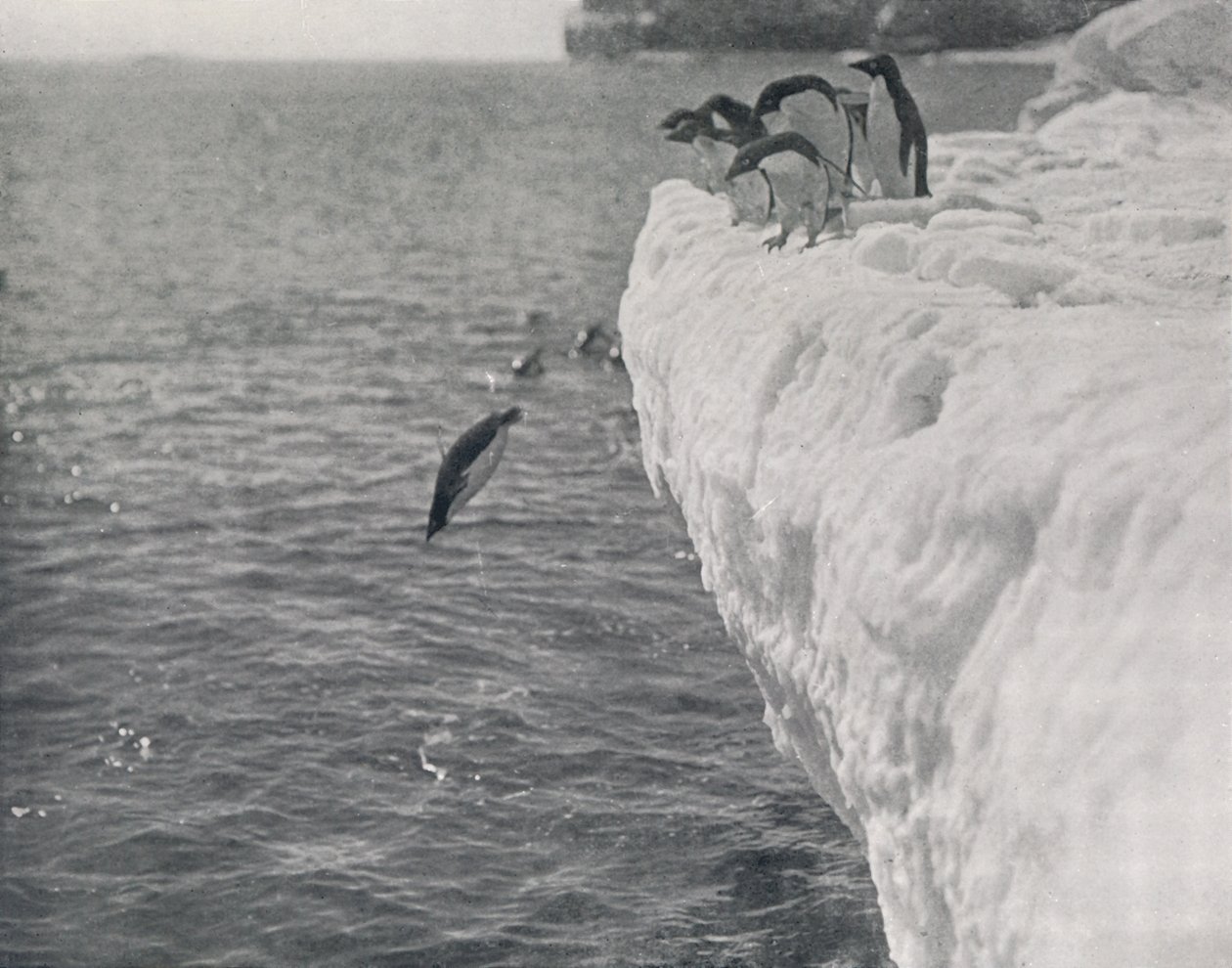 Penguins Diving, 1911, 1913 alkotó: Herbert Ponting