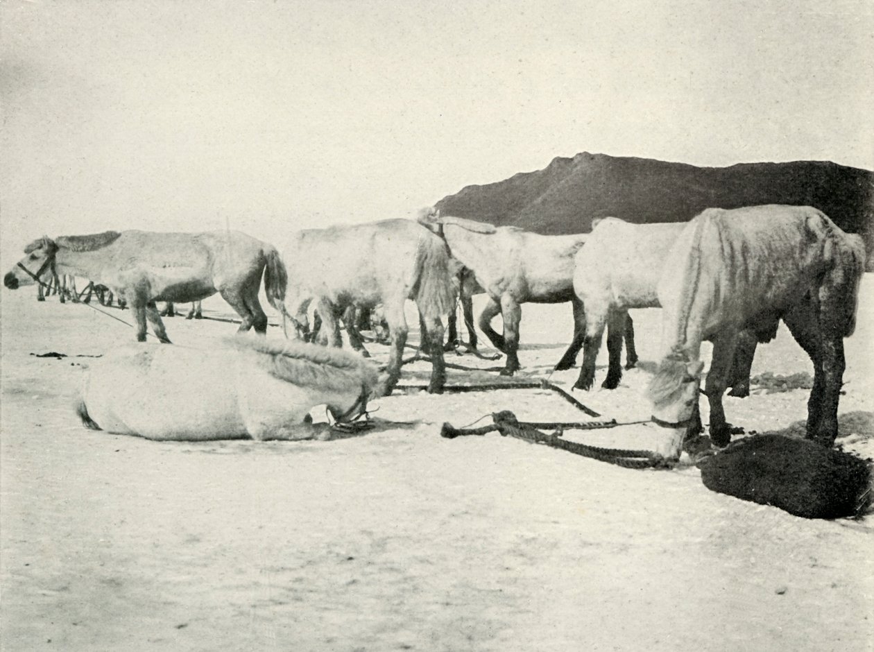 Pónik kikötve a tengeri jégen, c19101913, 1913 alkotó: Herbert Ponting