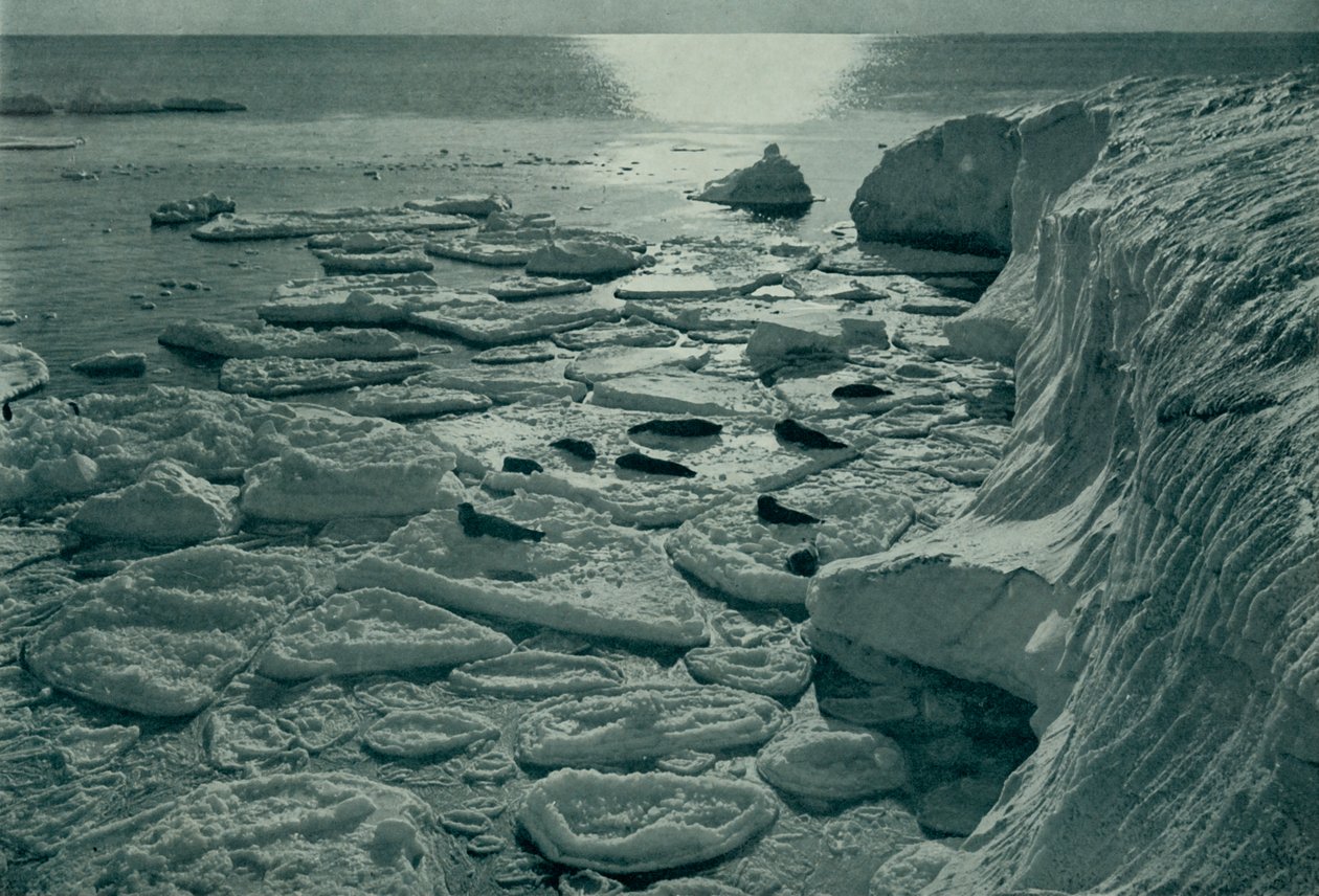 Fókák sütkéreznek az újonnan kialakított palacsintajégen Cape Evans mellett, c19101913, 1913 alkotó: Herbert Ponting