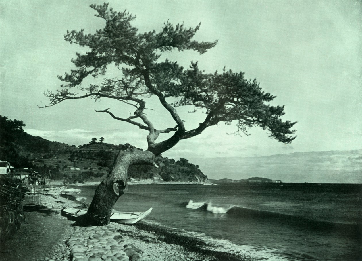 A fa és a hullám, 1910. alkotó: Herbert Ponting