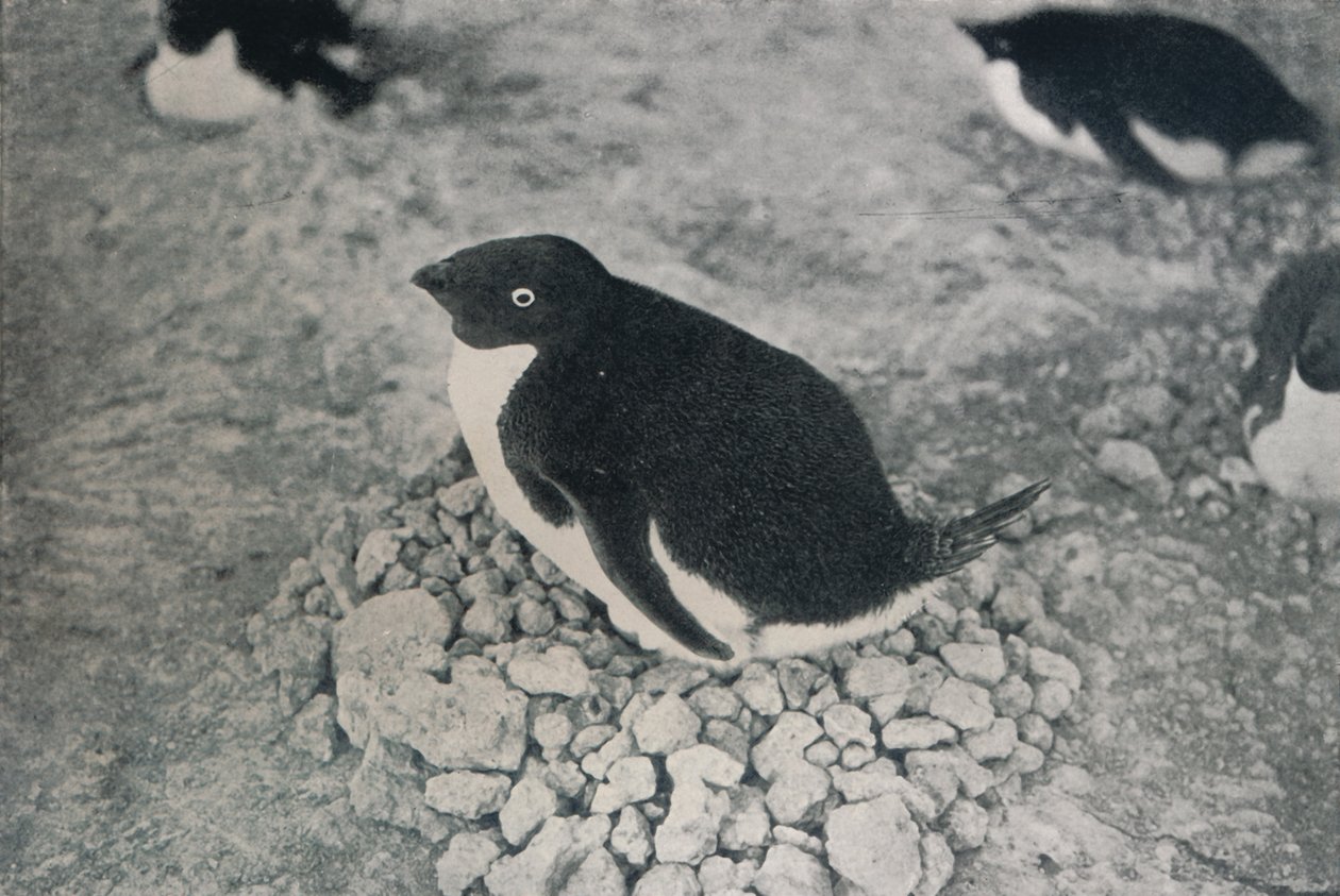Ennek a pingvinnek van egy szorgalmas társa, c1911, 1913 alkotó: Herbert Ponting