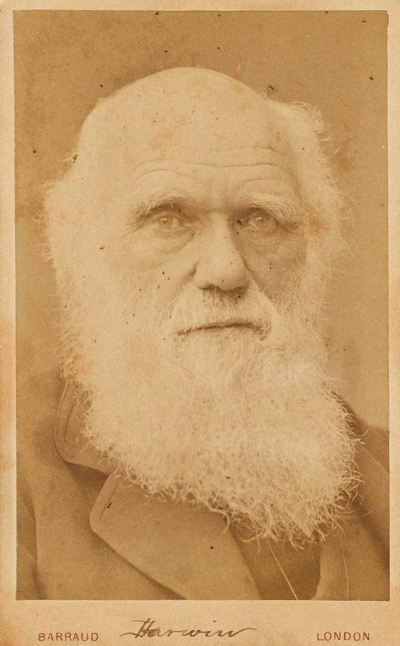 Charles Darwin portréja 1809-1882, 1881. alkotó: Herbert Rose Barraud