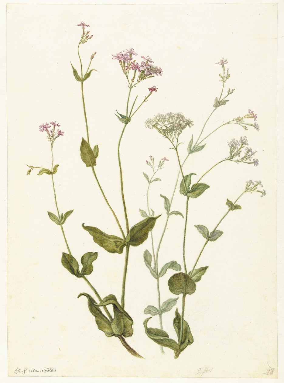 Hólyag Senna és Sticky Catchfly Rode en witte Viscaria of pekanjer alkotó: Herman Saftleven