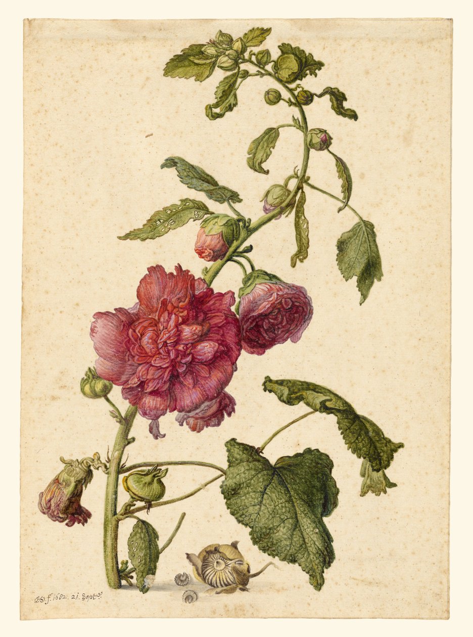 A Hollyhock alkotó: Herman Saftleven the Younger