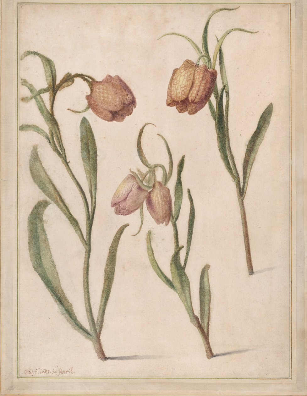 Study of Three Fritillaries, 1683. alkotó: Herman Saftleven the Younger