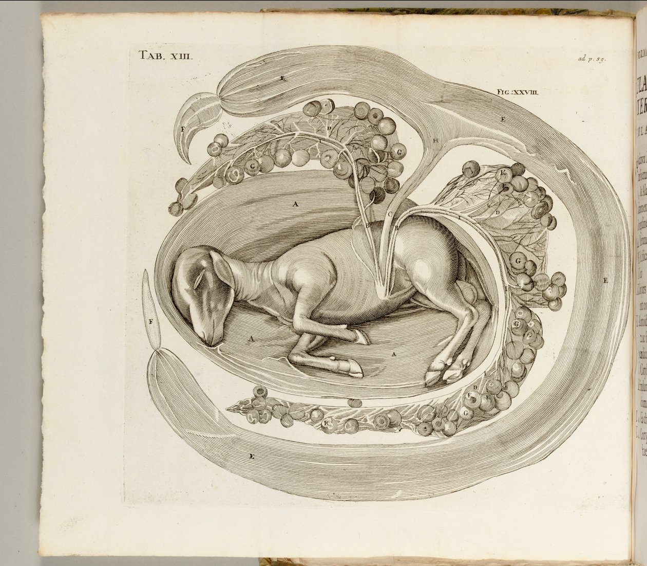 Egy állat az anyaméhben, 1738 alkotó: Hieronymus Fabricius ab Aquapendente