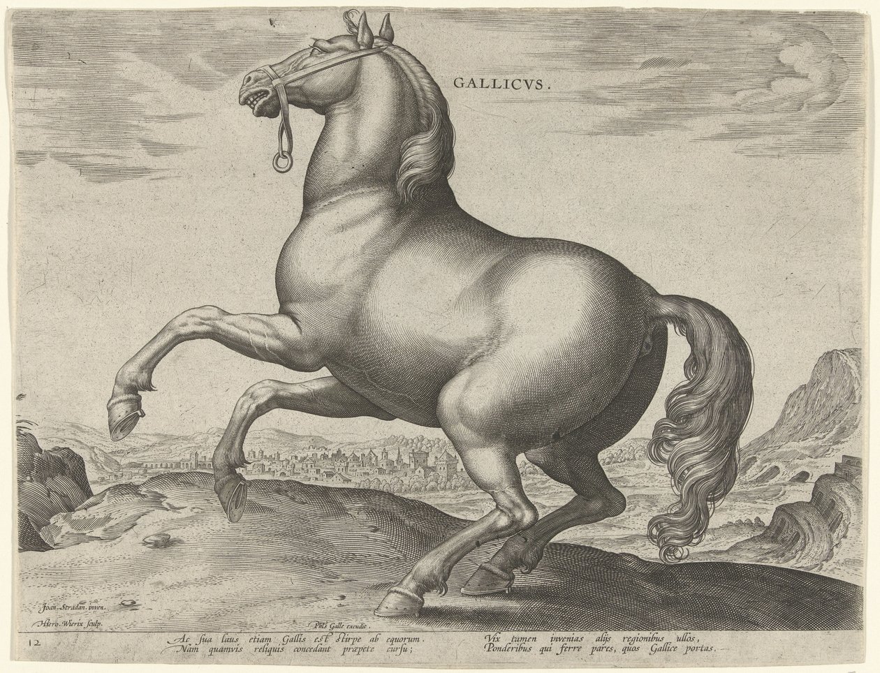 Ló Franciaországból (Gallicus) Gallicvs (cím az objektumon) Lófajták az osztrák Don Juan királyi istállójából (sorozat címe) Equile Ioannis Austriaci Caroli (sorozat címe) alkotó: Hieronymus Wierix
