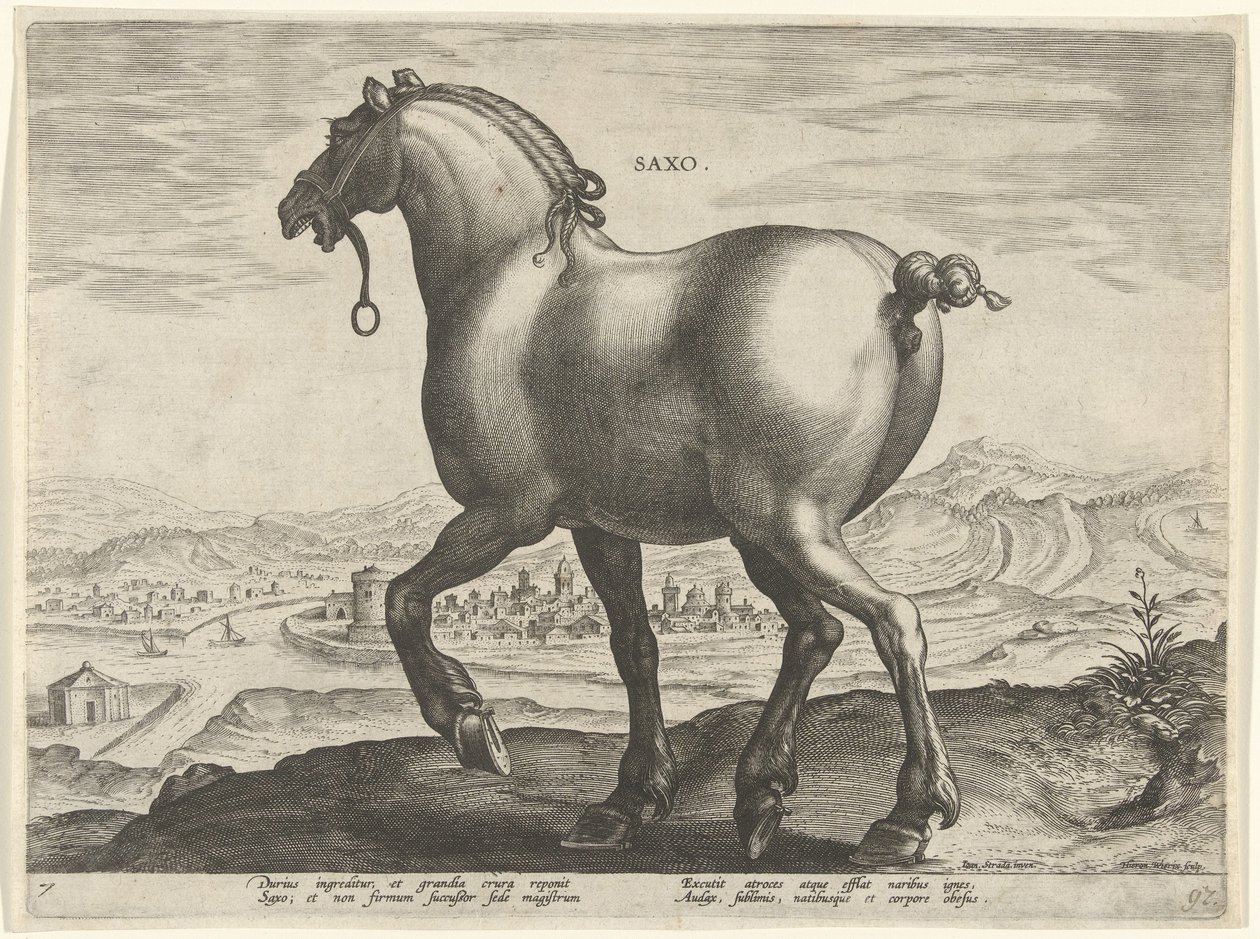 Ló Szászországból Saxo (cím a tárgyon) Lófajták az osztrák Don Juan királyi istállójából (sorozat címe) Equile Ioannis Austriaci Caroli (sorozat címe) alkotó: Hieronymus Wierix