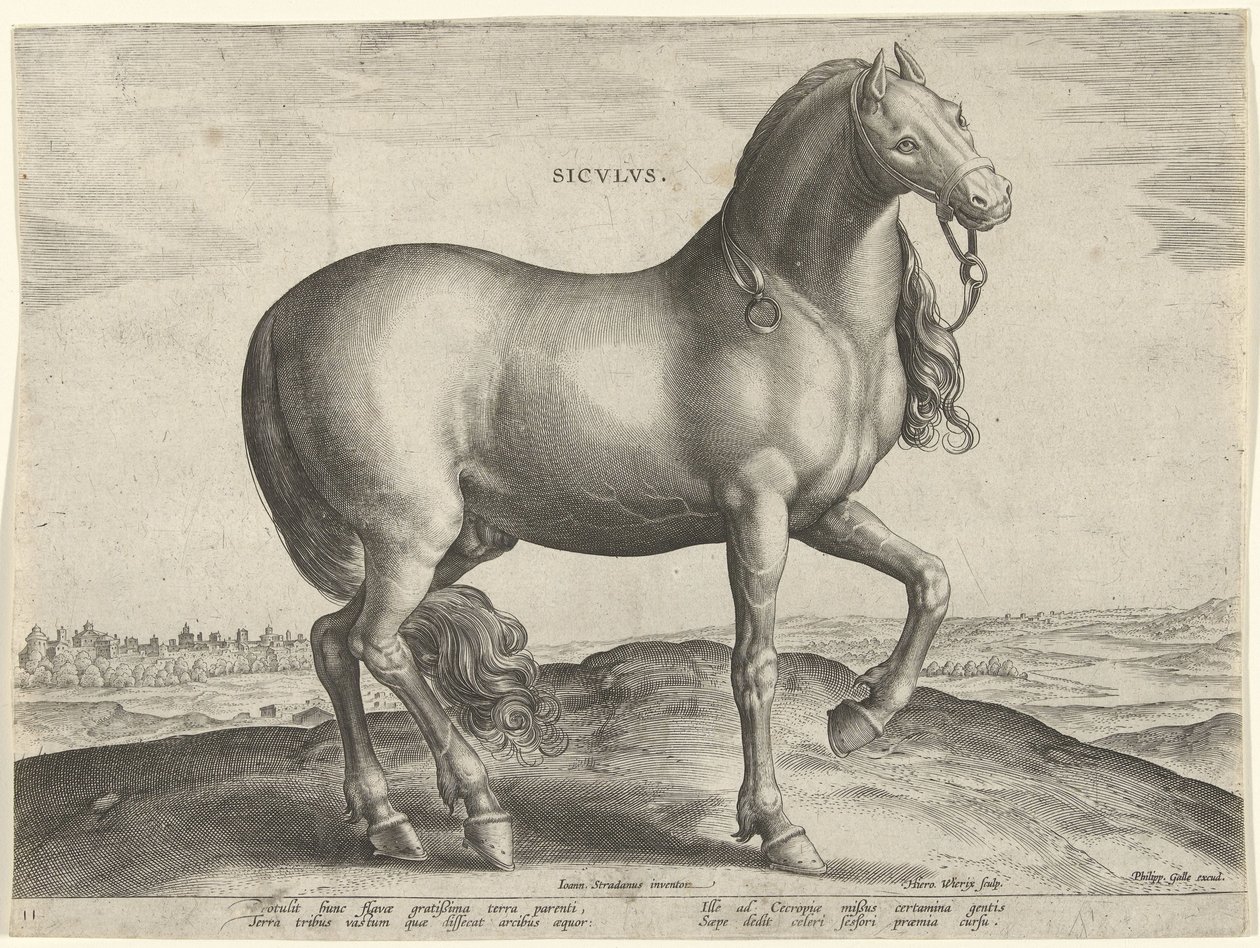 Ló Szicíliából (Siculus) Sicvlvs (cím az objektumon) Lófajták az osztrák Don Juan királyi istállójából (sorozat címe) Equile Ioannis Austriaci Caroli (sorozat címe) alkotó: Hieronymus Wierix