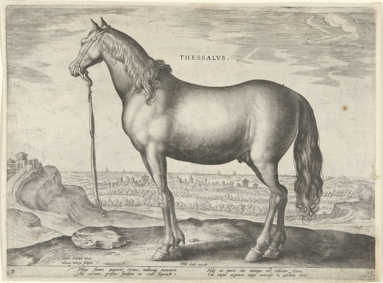 Ló Thesszáliából (Thessalus) Thessalvs (cím a tárgyon) Lófajták az osztrák Don Juan királyi istállójából (sorozat címe) Equile Ioannis Austriaci Caroli (sorozat címe) alkotó: Hieronymus Wierix